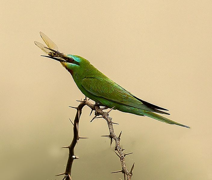 File:MG 1469 Blue face Bee eater INW 02.jpg