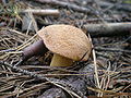 Broget rørhat (Suillus variegatus)