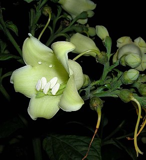 <i>Macrocarpaea</i> Genus of flowering plants