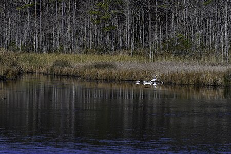 Mackay Island Wildlife Refuge