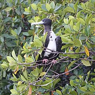 State Bird of Niue