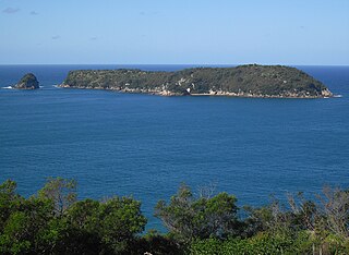 Mahurangi Island (Goat Island)