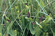 Aristolochia rotunda