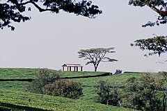 A Malawi tea estate Malawi Tea Estate.jpg