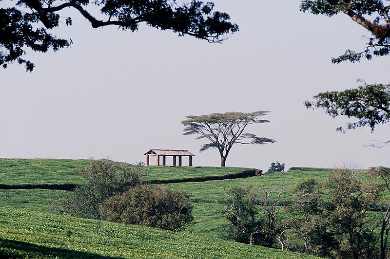 File:Malawi Tea Estate.jpg
