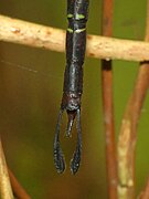 Male appendages of Paddle-tipped Duskhawker imported from iNaturalist photo 333700943.jpg