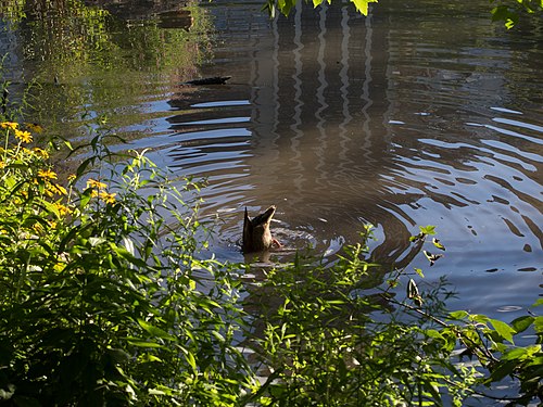 Mallard in the Central Park Pond