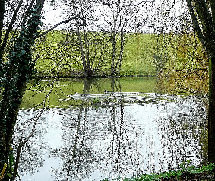 File:Mallard pond ripples - geograph.org.uk - 2729696.jpg