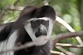 Mantled Guereza