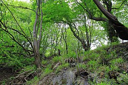 Talysh mountains in Masalli, Azerbaijan.