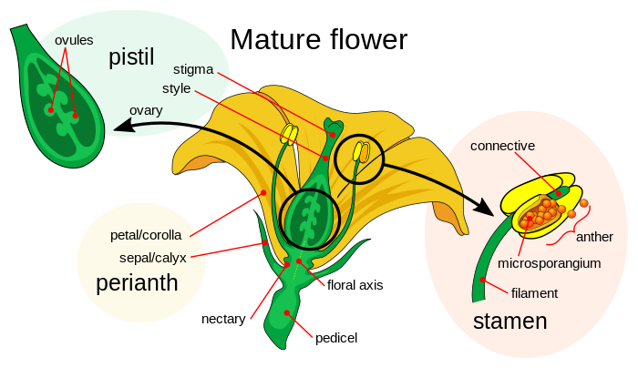 Diagram showing the sexual parts of a mature flower
