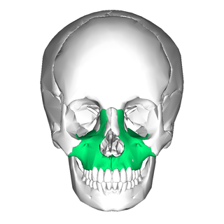 <span class="mw-page-title-main">Maxilla</span> Upper jaw bone