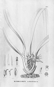 plate 20 Maxillaria ochroleuca