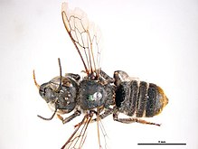 Megachile heliophila f.jpg