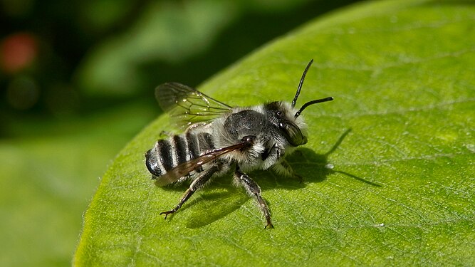 Hymenoptera