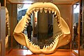 A reconstructed Megalodon jaws at the North Carolina Museum of Natural Sciences