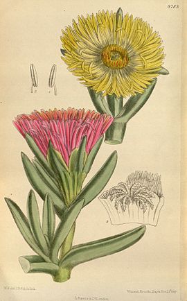 Mesembryanthemum edule 144-8783.jpg