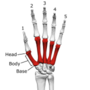 Thumbnail for Metacarpal bones