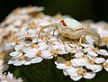 Самка Misumena vatia, на кветцы Achillea millefolium