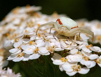 Female on Achillea millefolium