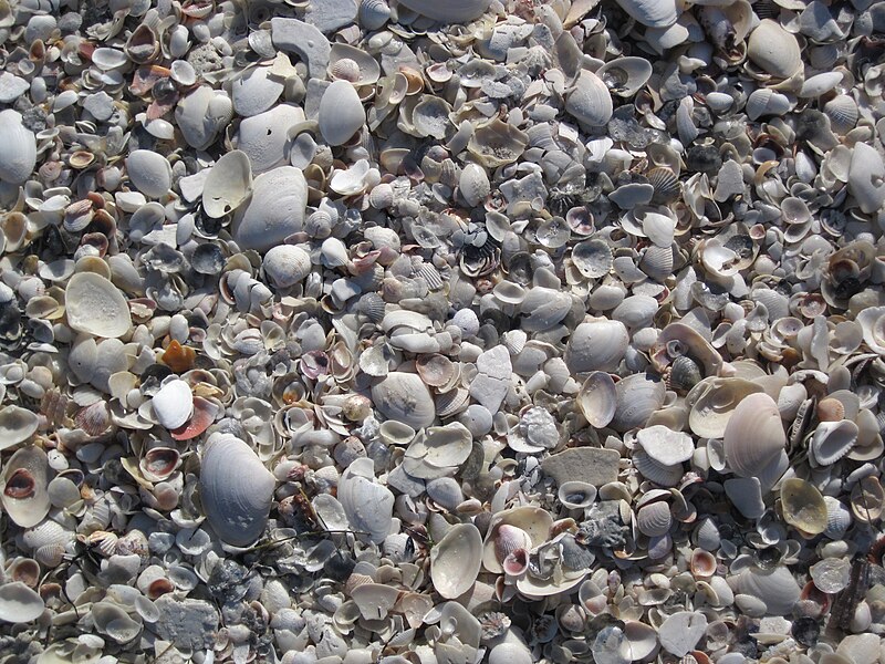 File:Mollusc shells on marine beach (Cayo Costa Island, Florida, USA) 25.jpg