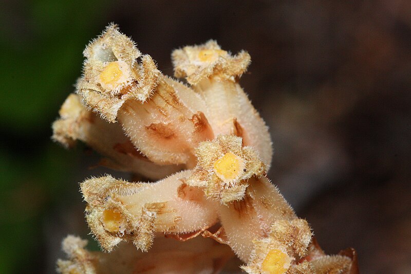 File:Monotropa hypopithys 9681.JPG