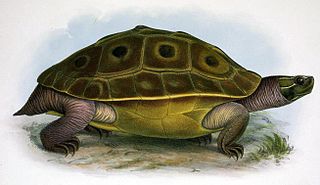 Burmese eyed turtle Species of turtle