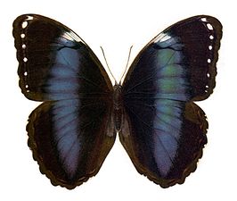 Morpho trojana