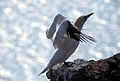 Morus bassanus, Northern Gannet