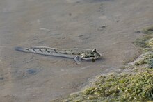 Mudskipper at Point Calimere Sanctuary, Tamil Nadu, India Mudskipper india.jpg