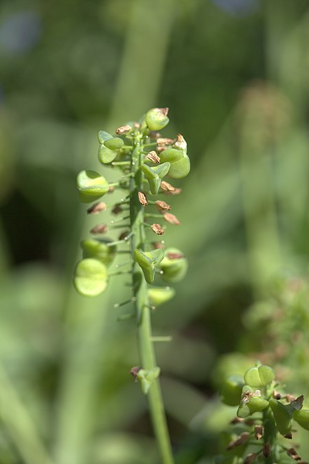 Muscari armeniacum 'Peppermint' fruits.jpg