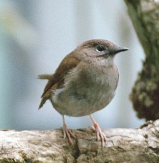 Puaiohi Species of bird