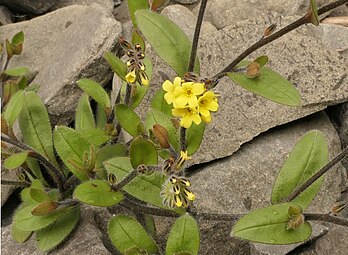 Yellow-flowered plant