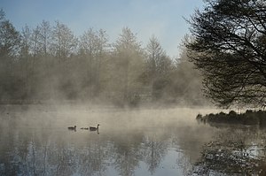 49. Platz: Emberiza citriniella Neu! mit Gänsefamilie im Naturschutzgebiet Mittelbruch in Berlin