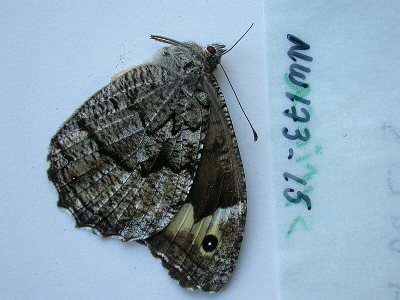 File:NW173-15 Hipparchia syriaca (3431937058).jpg