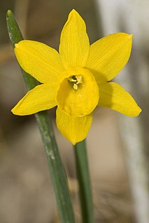 <i>Narcissus calcicola</i> Species of daffodil