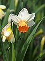 Narcissus 'Iwona', Narcyz 'Iwona', 2023-04-23