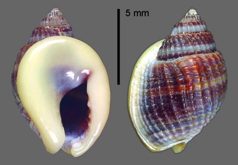 File:Nassarius elegantissimus (MNHN-IM-2009-2934).jpeg