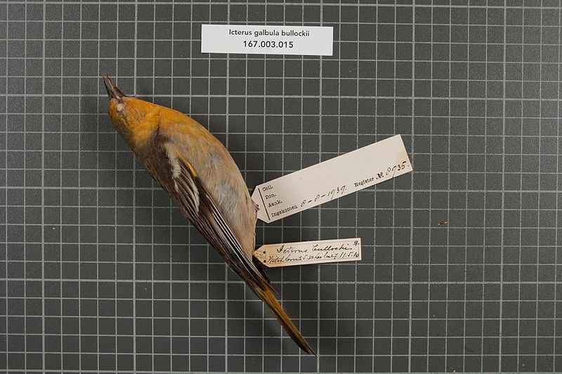 File:Naturalis Biodiversity Center - RMNH.AVES.8935 1 - Icterus galbula bullockii (Swainson, 1827) - Icteridae - bird skin specimen.jpeg