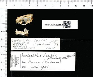Naturalis Biodiversity Center - RMNH.MAM.29955.a lat - Scotophilus heathii - skull.jpeg