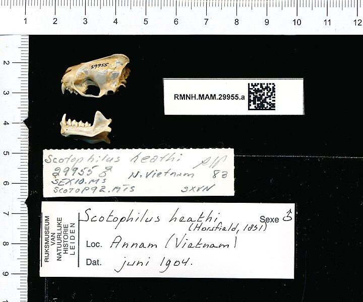 File:Naturalis Biodiversity Center - RMNH.MAM.29955.a lat - Scotophilus heathii - skull.jpeg