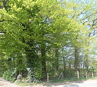 Oak trees