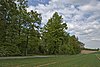 Natural monument sessile oak I in the Upper Forest, identification 81150100012, ceiling plank 02.jpg