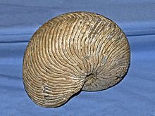 Nautilaceae - Cymatoceras subalbensis.JPG