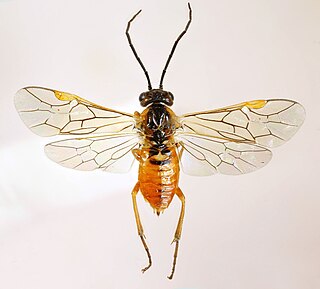 <i>Nematus myosotidis</i> Species of sawfly