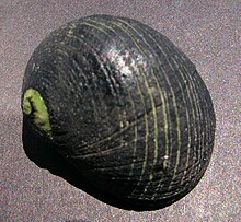 Nerita melanotragus.JPG