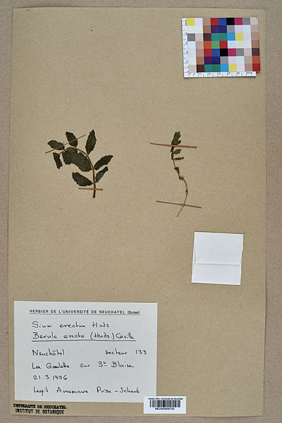 File:Neuchâtel Herbarium - Berula erecta - NEU000005722.jpg