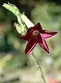 Nicotiana alata flower.jpg