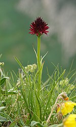 Nigritella rhellicani 090705.jpg