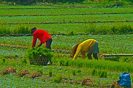 No back pains for rice grains.jpg